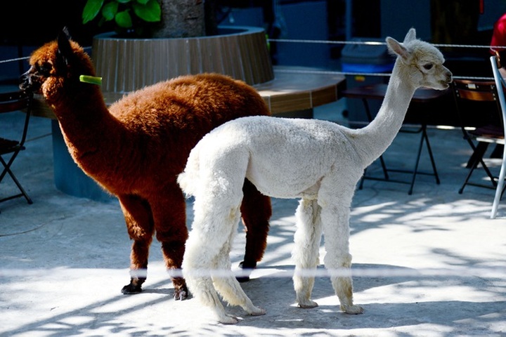 Animal coffee shop attracts young people - 3