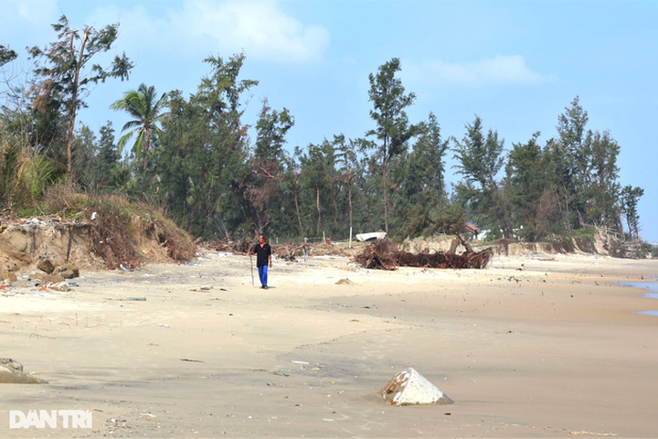 Quang Nam beaches severely eroded - 9 Quang Nam beaches severely eroded - 9
