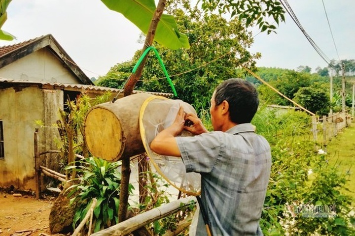 Bee colony collecting season in Ha Tinh - 3