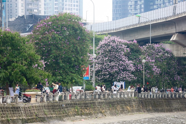 Purple crepe myrtle flower season in Hanoi - 1 Purple crepe myrtle flower season in Hanoi - 1