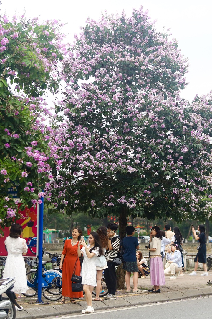 Purple crepe myrtle flower season in Hanoi - 7 Purple crepe myrtle flower season in Hanoi - 7
