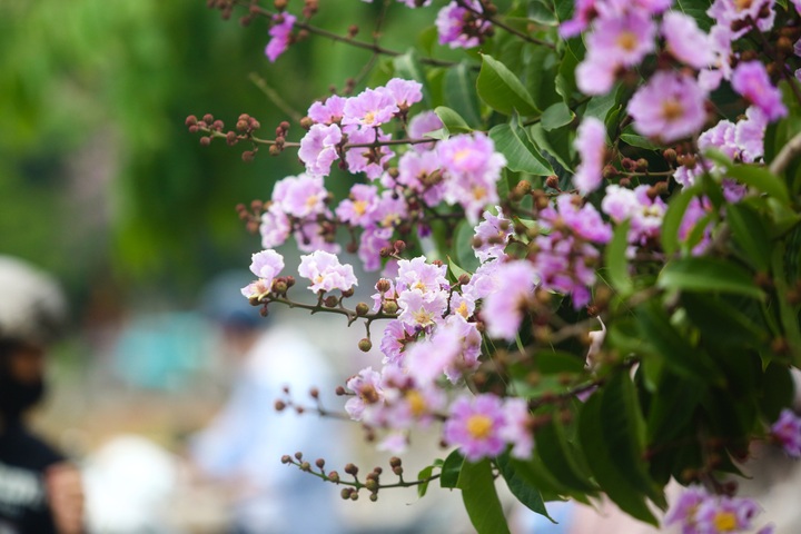 Purple crepe myrtle flower season in Hanoi - 6 Purple crepe myrtle flower season in Hanoi - 6