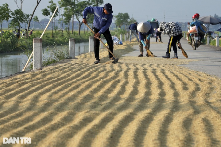 Rice harvest season in Hanoi’s suburbs - 6 Rice harvest season in Hanoi’s suburbs - 6