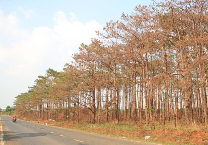 Pine forest poisoned in Central Highlands region - 1 Pine forest poisoned in Central Highlands region - 1