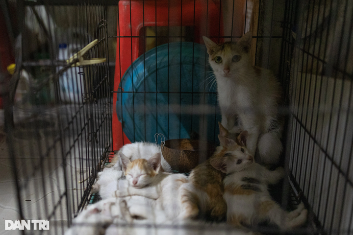 HCM City woman’s love for abandoned cats - 5