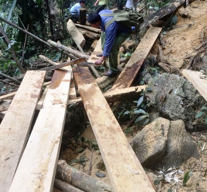 Valuable trees illegally cut down at Hoa Binh reserve - 1 Valuable trees illegally cut down at Hoa Binh reserve - 1