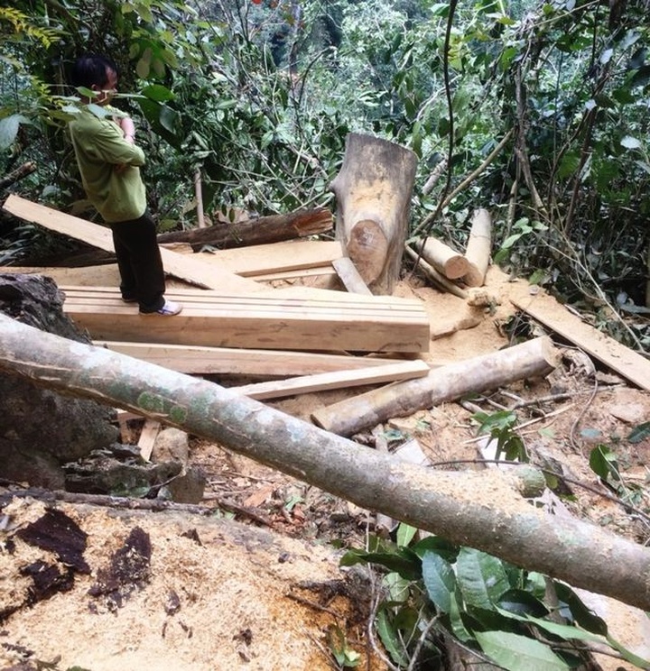 Valuable trees illegally cut down at Hoa Binh reserve - 2 Valuable trees illegally cut down at Hoa Binh reserve - 2
