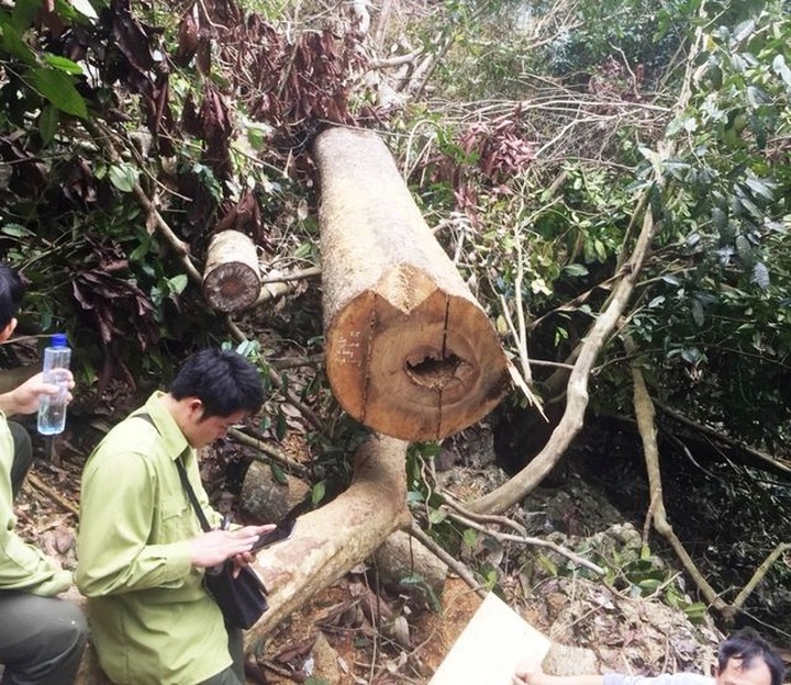 Valuable trees illegally cut down at Hoa Binh reserve - 3 Valuable trees illegally cut down at Hoa Binh reserve - 3
