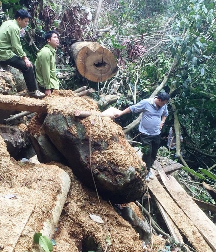 Valuable trees illegally cut down at Hoa Binh reserve - 5 Valuable trees illegally cut down at Hoa Binh reserve - 5