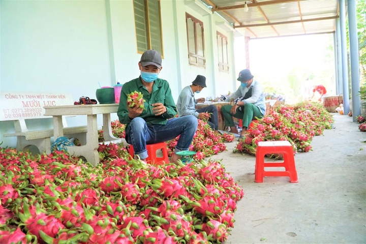 Dragon fruit growers face loss due to price fall - 5