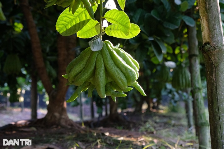Buddha’s hand fruit growers prepare for Tet - 3