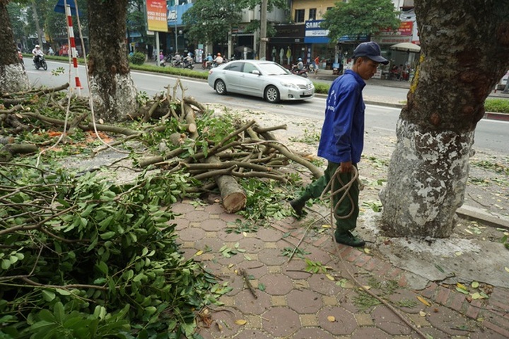 Hanoi large trees left to die as construction stagnates - 1 Hanoi large trees left to die as construction stagnates - 1