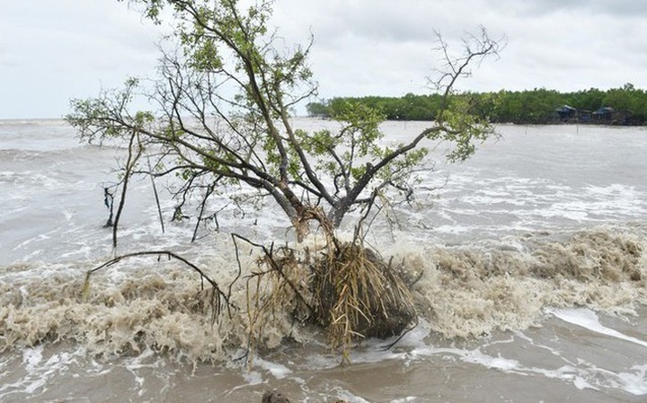 Ca Mau announces coastal erosion emergency - 1 Ca Mau announces coastal erosion emergency - 1