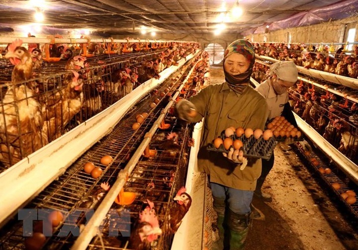 PM orders attention to bird flu fight - 1