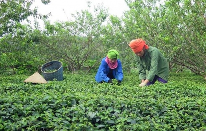 Poverty in Vietnam declines substantially over past decade: WB - 1