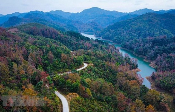 Project set to grow at least 1 billion trees in Vietnam over five years - 1