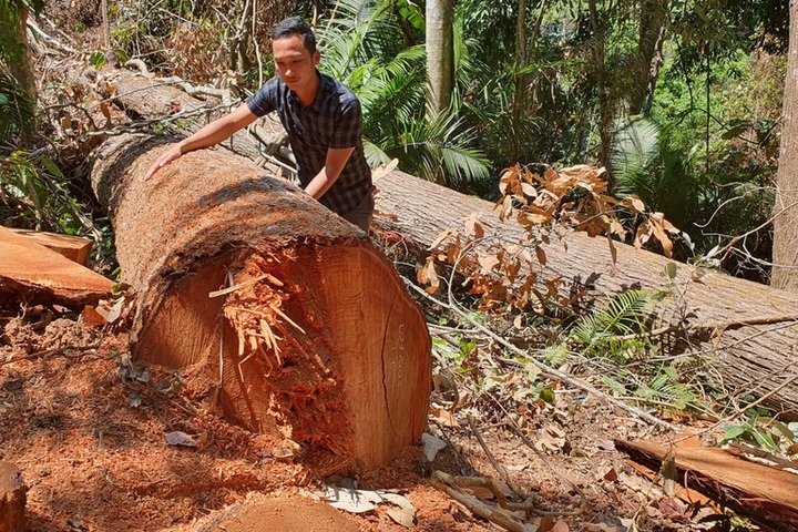 Central Highlands forest destroyed - 1