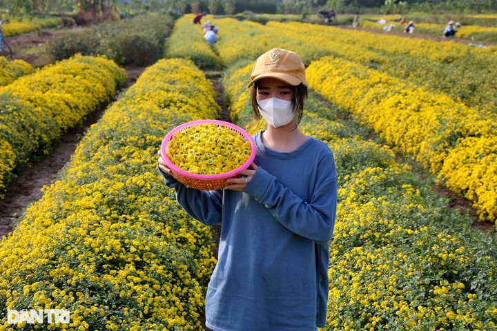 Blooming daisy season on Hung Yen - 10 Blooming daisy season on Hung Yen - 10