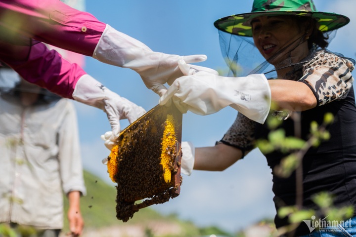 Mint-honey harvesting season in Ha Giang - 7