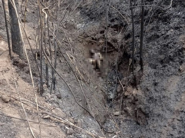 Man and two sons die hunting rats - 1 Man and two sons die hunting rats - 1