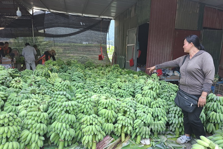 Lai Chau banana market bustles again after China border gate reopens - 7