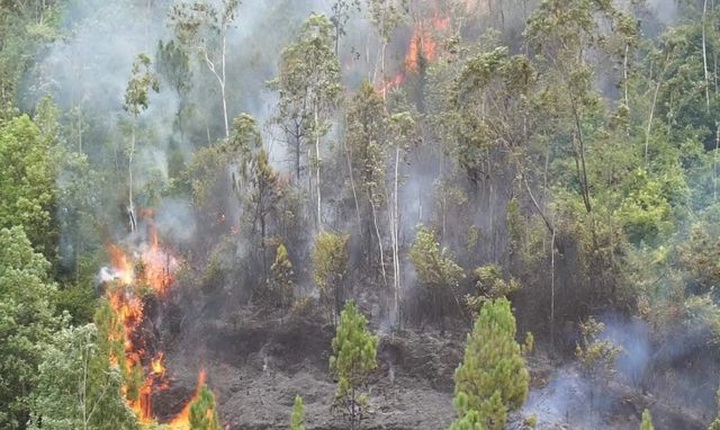 Forest fire ravages Danang - 4