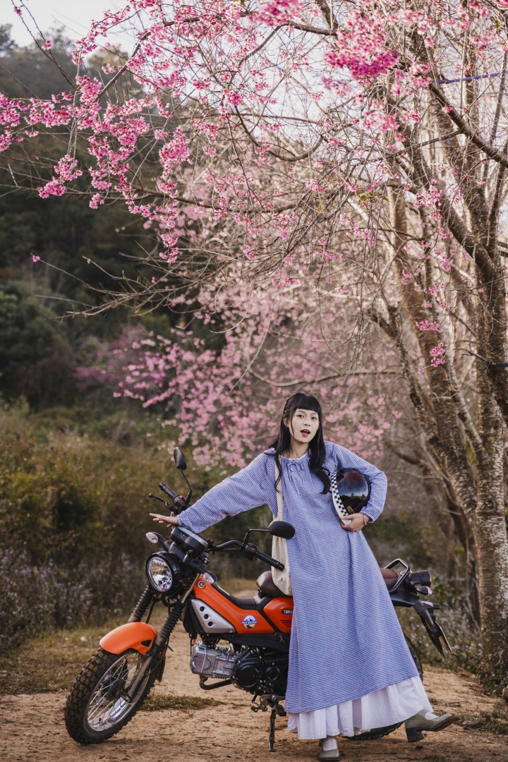 Dalat attracts cherry blossom season visitors - 9