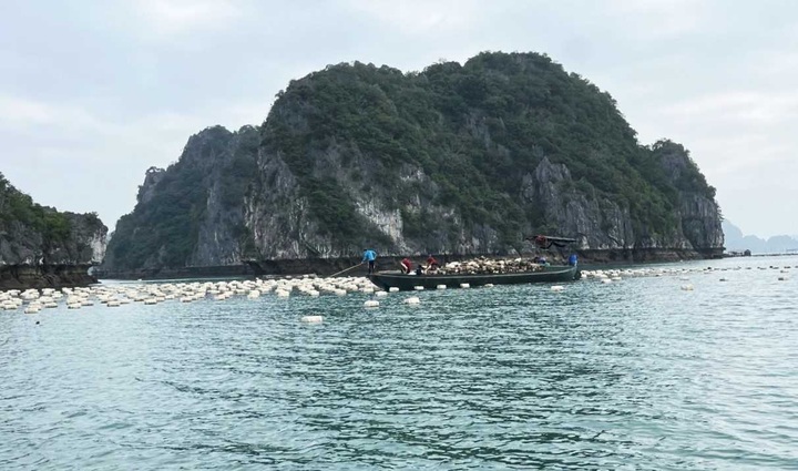 Van Don Island to replace nearly 1 million toxic buoys at fish farms - 1 Van Don Island to replace nearly 1 million toxic buoys at fish farms - 1