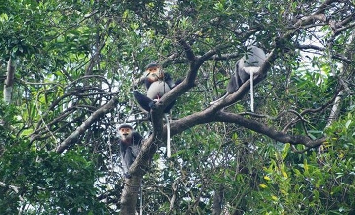 Quang Nam expands natural habitat for rare douc langurs - 1 Quang Nam expands natural habitat for rare douc langurs - 1