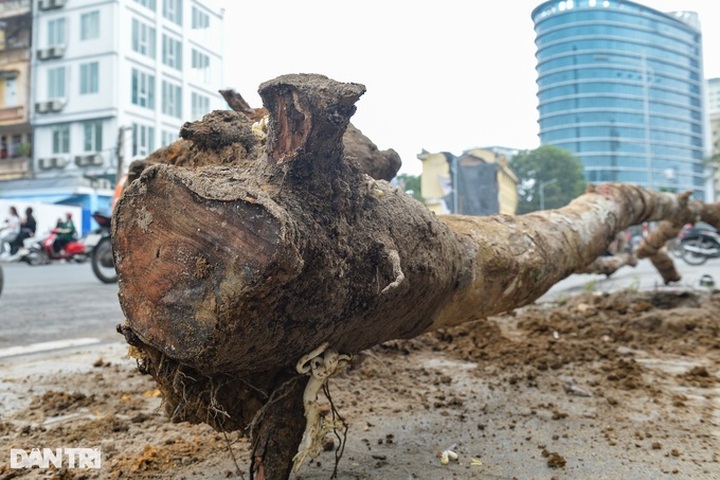 Dying trees removed from Hanoi street - 2