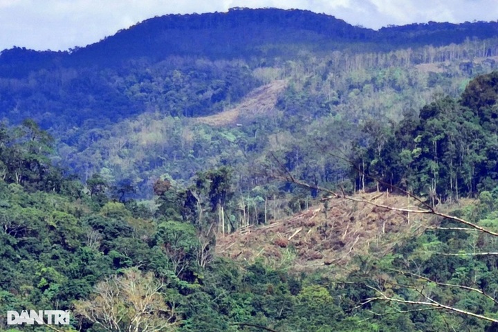 Large area of forest are destroyed in Kon Tum - 1