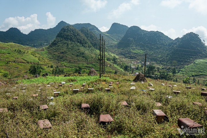 Mint-honey harvesting season in Ha Giang - 1
