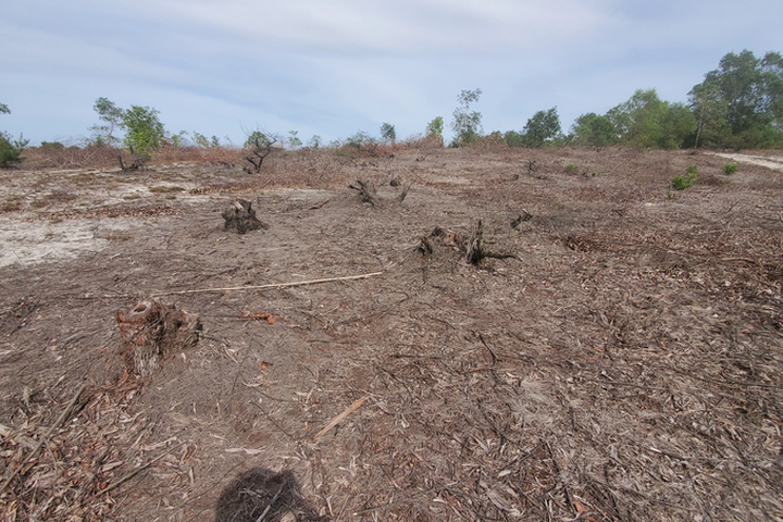 Illegal logging damages Quang Binh casuarina forest - 1