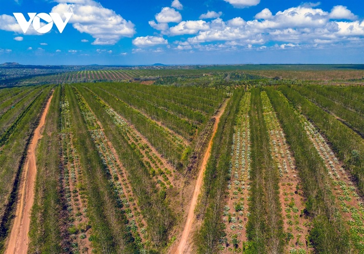 Coffee flower season in Central Highlands region - 1