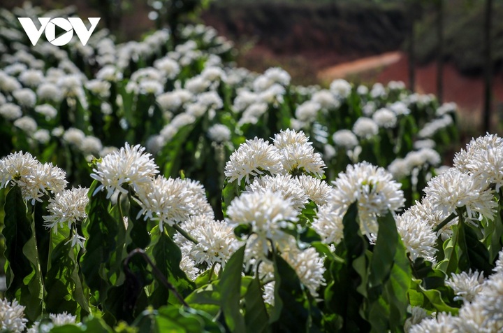 Coffee flower season in Central Highlands region - 7