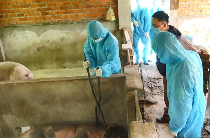 African swine fever spreads in Dak Nong - 1
