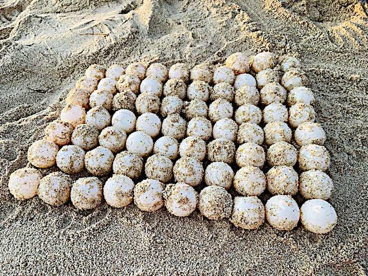 Sea turtle lays eggs on Binh Thuan Island - 1 Sea turtle lays eggs on Binh Thuan Island - 1