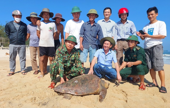 Rare giant turtle caught in Quang Tri fisherman’s net - 1