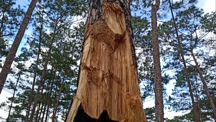 Pine forests destroyed due to violations in forest management - 1