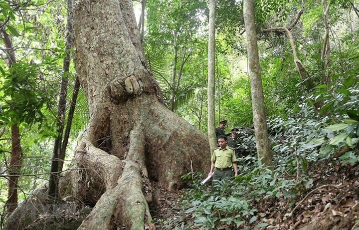 Forest covers 42.02% of Vietnam’s total area by end of 2021 - 1 Forest covers 42.02% of Vietnam’s total area by end of 2021 - 1