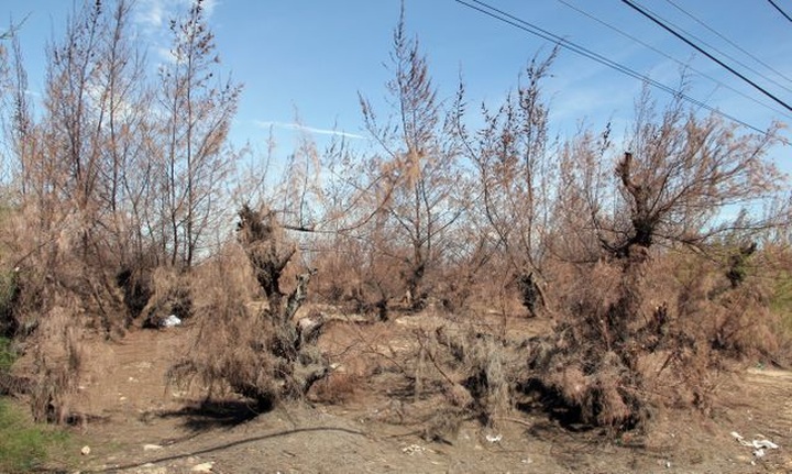 Phu Yen preventive forest ravaged by droughts - 2