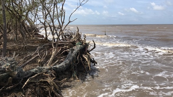 Ca Mau continues facing coastline erosion - 1 Ca Mau continues facing coastline erosion - 1