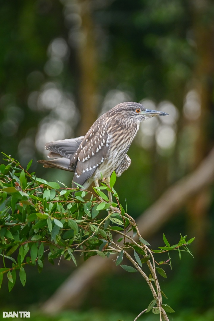 Exploring the beauty of An Giang cajeput forest - 3 Exploring the beauty of An Giang cajeput forest - 3