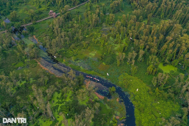 Exploring the beauty of An Giang cajeput forest - 2 Exploring the beauty of An Giang cajeput forest - 2