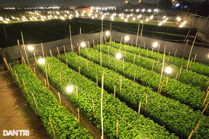 Hanoi flower village ahead of Tet - 3 Hanoi flower village ahead of Tet - 3