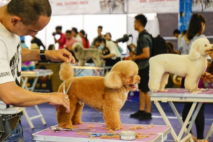 Pet festival to be held in HCM City - 2