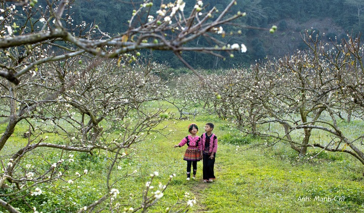 White plum blossoms cover Moc Chau valley - 3