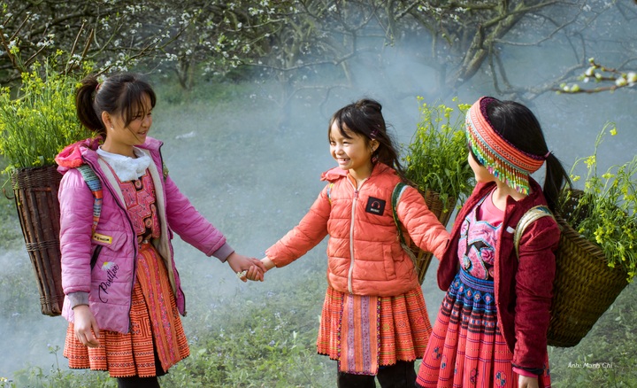 White plum blossoms cover Moc Chau valley - 8