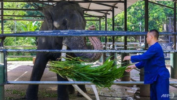 Neglected elephant boards jumbo flight home to Thailand - 1