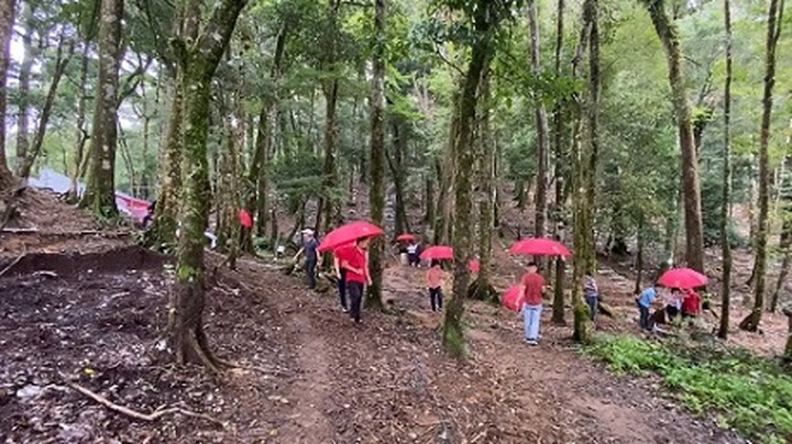 Kon Tum plans to hold Ngoc Linh Ginseng Festival - 1